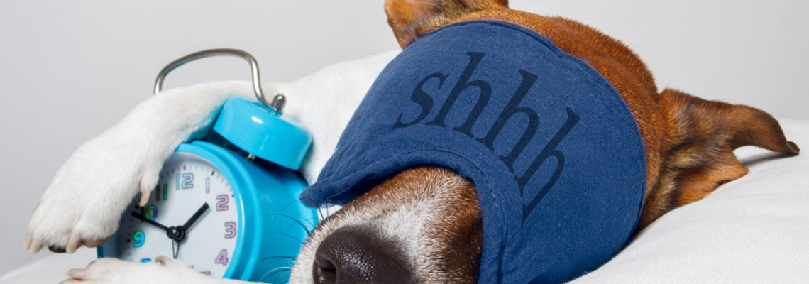 A Jack Russel Terrier is asleep, unbothered by sleep apnea, wearing a sleeping mask and hugging a blue alarm clock.