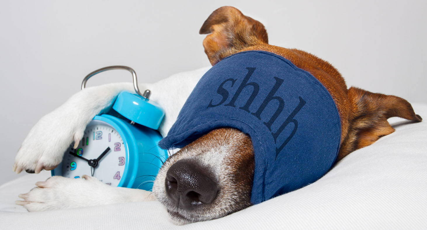 A Jack Russel Terrier is asleep, unbothered by sleep apnea, wearing a sleeping mask and hugging a blue alarm clock.