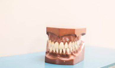 A model of the teeth and gums on a table shows how straight teeth may appear after wearing braces.